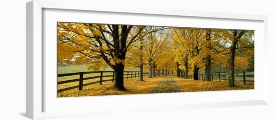 Autumn Trees Near Waynesboro Virginia USA-null-Framed Photographic Print