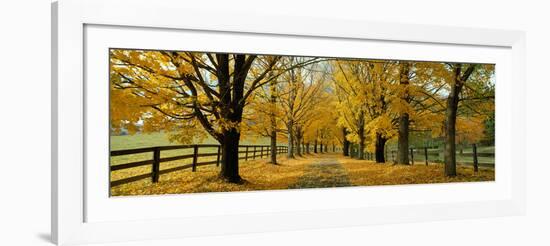 Autumn Trees Near Waynesboro Virginia USA-null-Framed Photographic Print