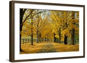 Autumn Trees near Waynesboro Virginia USA-null-Framed Photographic Print