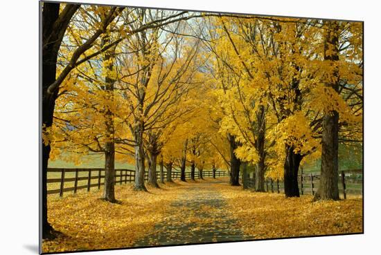 Autumn Trees near Waynesboro Virginia USA-null-Mounted Photographic Print