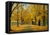 Autumn Trees near Waynesboro Virginia USA-null-Framed Stretched Canvas