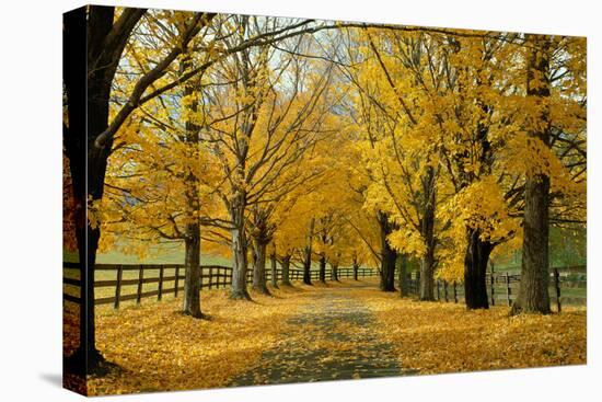 Autumn Trees near Waynesboro Virginia USA-null-Stretched Canvas