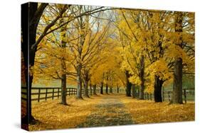 Autumn Trees near Waynesboro Virginia USA-null-Stretched Canvas