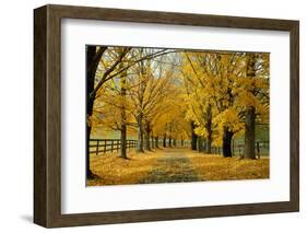 Autumn Trees near Waynesboro Virginia USA-null-Framed Photographic Print