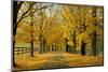 Autumn Trees near Waynesboro Virginia USA-null-Mounted Photographic Print