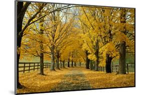 Autumn Trees near Waynesboro Virginia USA-null-Mounted Photographic Print