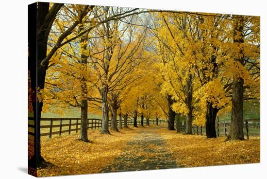 Autumn Trees near Waynesboro Virginia USA-null-Stretched Canvas