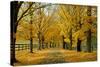 Autumn Trees near Waynesboro Virginia USA-null-Stretched Canvas