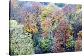 Autumn Trees on Long Walk at Mother Shiptons in Knaresborough North Yorkshire England-Mark Sunderland-Stretched Canvas