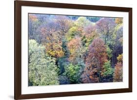 Autumn Trees on Long Walk at Mother Shiptons in Knaresborough North Yorkshire England-Mark Sunderland-Framed Photographic Print