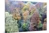 Autumn Trees on Long Walk at Mother Shiptons in Knaresborough North Yorkshire England-Mark Sunderland-Mounted Photographic Print