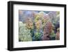 Autumn Trees on Long Walk at Mother Shiptons in Knaresborough North Yorkshire England-Mark Sunderland-Framed Photographic Print