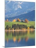 Autumn Trees Reflected in Forggensee in Bavaria-Alex Saberi-Mounted Photographic Print