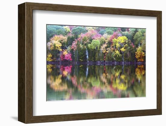 Autumn Trees, Reflection, Great Long Pond, Somesville, Mount Desert Island, Maine, Usa-Michel Hersen-Framed Photographic Print