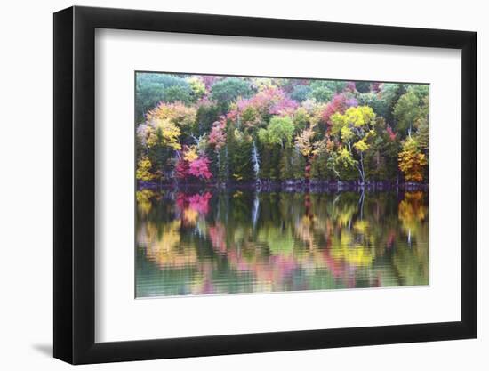 Autumn Trees, Reflection, Great Long Pond, Somesville, Mount Desert Island, Maine, Usa-Michel Hersen-Framed Photographic Print