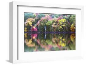 Autumn Trees, Reflection, Great Long Pond, Somesville, Mount Desert Island, Maine, Usa-Michel Hersen-Framed Photographic Print