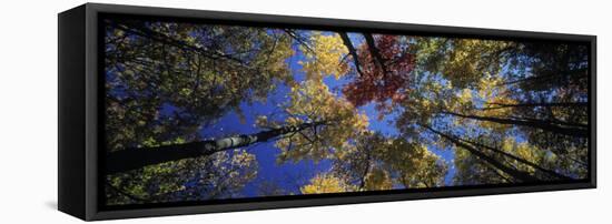 Autumn Trees-Peter Adams-Framed Stretched Canvas