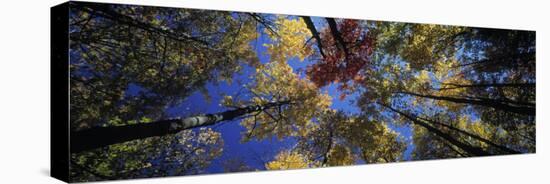 Autumn Trees-Peter Adams-Stretched Canvas