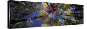 Autumn Trees-Peter Adams-Stretched Canvas