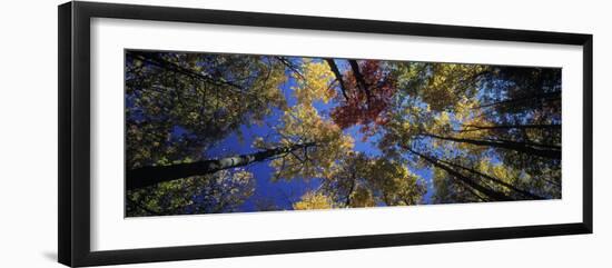 Autumn Trees-Peter Adams-Framed Photographic Print