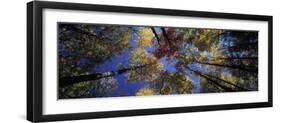 Autumn Trees-Peter Adams-Framed Photographic Print