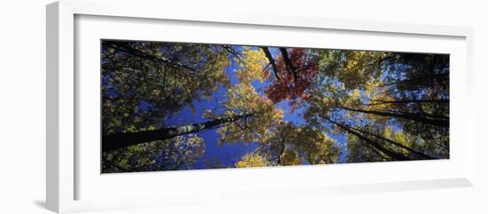 Autumn Trees-Peter Adams-Framed Photographic Print