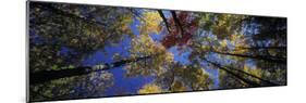 Autumn Trees-Peter Adams-Mounted Photographic Print
