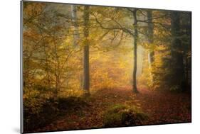 Autumn Trees-Norbert Maier-Mounted Giclee Print