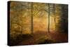 Autumn Trees-Norbert Maier-Stretched Canvas
