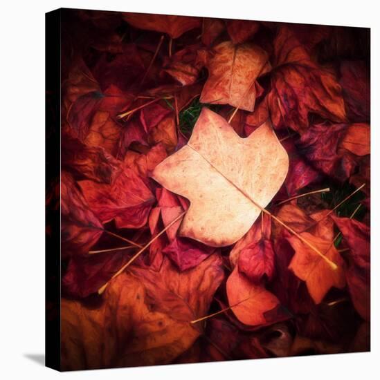 Autumn Trend-Philippe Sainte-Laudy-Stretched Canvas