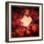 Autumn Trend-Philippe Sainte-Laudy-Framed Photographic Print