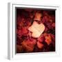 Autumn Trend-Philippe Sainte-Laudy-Framed Photographic Print