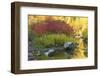 Autumn, Tumwater Canyon, Wenatchee National Forest, Washington State, USA-Michel Hersen-Framed Photographic Print