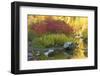 Autumn, Tumwater Canyon, Wenatchee National Forest, Washington State, USA-Michel Hersen-Framed Photographic Print