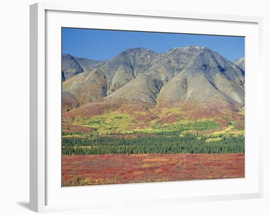 Autumn Tundra Landscape, Broad Pass, Denali National Park, Alaska, USA-Anthony Waltham-Framed Photographic Print