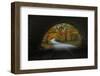 Autumn Tunnel Vision, Acadia National Park, Maine-Vincent James-Framed Photographic Print