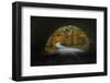 Autumn Tunnel Vision, Acadia National Park, Maine-Vincent James-Framed Photographic Print