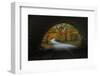 Autumn Tunnel Vision, Acadia National Park, Maine-Vincent James-Framed Photographic Print