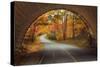 Autumn Tunnel Vision-Vincent James-Stretched Canvas