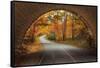 Autumn Tunnel Vision-Vincent James-Framed Stretched Canvas