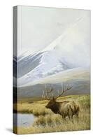 Autumn Uprights, Elk-Michael Budden-Stretched Canvas