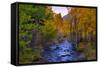 Autumn View in Bishop Creek Canyon, Yosemite California-Vincent James-Framed Stretched Canvas