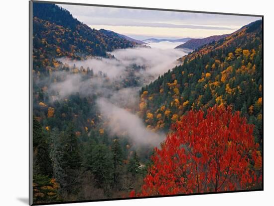 Autumn View of Fog from Morton Overlook, Great Smoky Mountains National Park, Tennessee, USA-Adam Jones-Mounted Premium Photographic Print