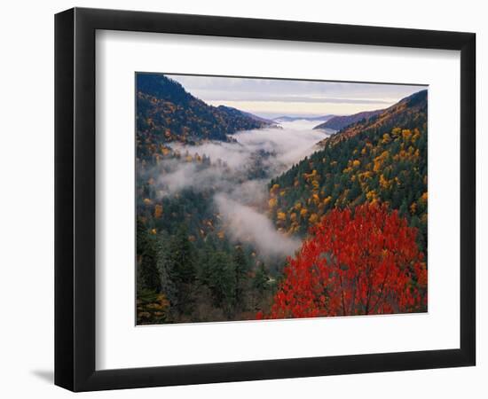 Autumn View of Fog from Morton Overlook, Great Smoky Mountains National Park, Tennessee, USA-Adam Jones-Framed Photographic Print