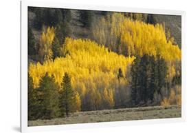 Autumn view of willows along shoreline of Two Ocean Lake, Grand Teton National Park, Wyoming-Adam Jones-Framed Photographic Print