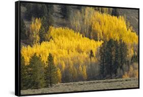 Autumn view of willows along shoreline of Two Ocean Lake, Grand Teton National Park, Wyoming-Adam Jones-Framed Stretched Canvas