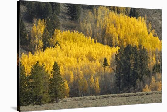 Autumn view of willows along shoreline of Two Ocean Lake, Grand Teton National Park, Wyoming-Adam Jones-Stretched Canvas