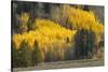Autumn view of willows along shoreline of Two Ocean Lake, Grand Teton National Park, Wyoming-Adam Jones-Stretched Canvas
