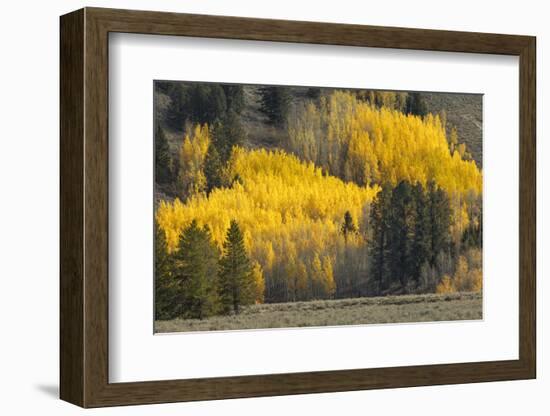 Autumn view of willows along shoreline of Two Ocean Lake, Grand Teton National Park, Wyoming-Adam Jones-Framed Photographic Print