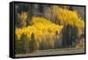 Autumn view of willows along shoreline of Two Ocean Lake, Grand Teton National Park, Wyoming-Adam Jones-Framed Stretched Canvas